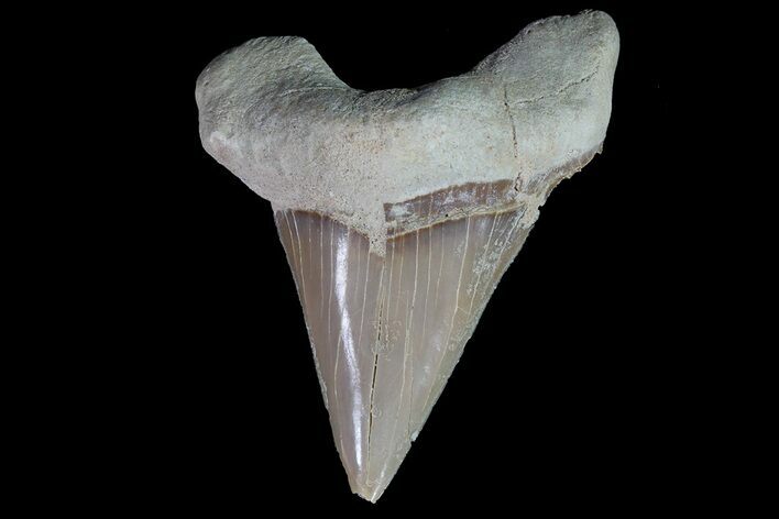 Otodus Shark Tooth Fossil - Eocene #67191